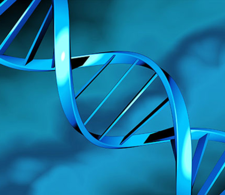 Fertility proteic Hormones