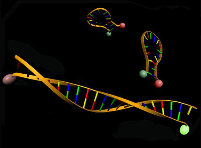 realtime-pcr